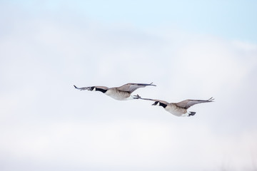 Canada geese flying in a park in Quebec, Canada.