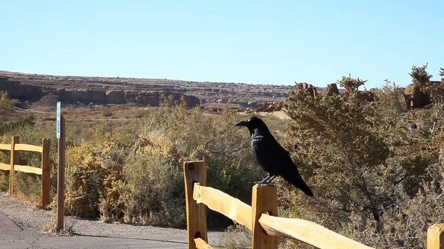 A large raven sits on a wooden fence at Chaco Canyon National Park. The bird turns his head in and out of the sun as he surveys the environment. The New Mexico desert is spread out behind him. 