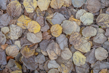 Background of fallen dry leaves