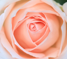 close up pink rose flower soft focus.