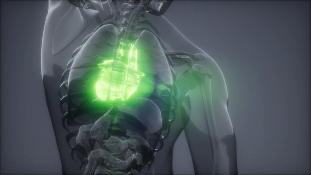 science anatomy scan of human heart glowing