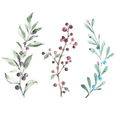 Set of watercolor illustrations. Branches of green leaves with black and blue berries.