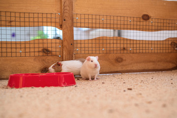 Guinea pig in a wooden cage. Photographed close-up.