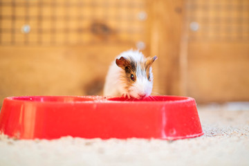 Guinea pig in a wooden cage. Photographed close-up.