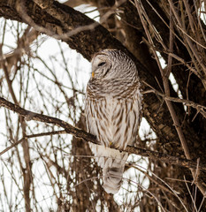 Barred owl perched in a tree in Quebec, Canada.