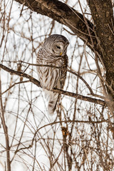Barred owl perched in a tree in Quebec, Canada.