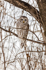 Barred owl perched in a tree in Quebec, Canada.
