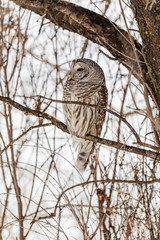 Barred owl perched in a tree in Quebec, Canada.