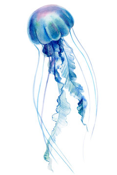 blue jellyfish on an isolated white background, watercolor illustration, hand drawing