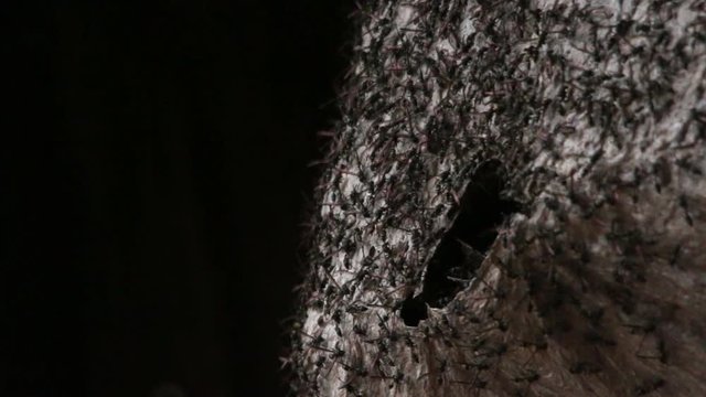 Close up of morning-sleepy wasps on their nest