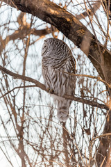 Barred owl perched in a tree in Quebec, Canada.