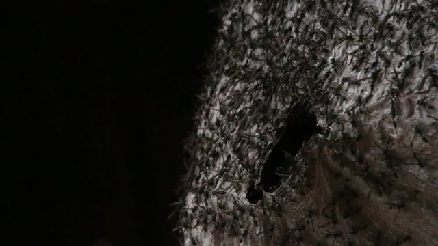 Close up of morning-sleepy wasps on their nest