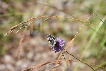 2016 Cap France Lou Riouclar