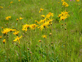 Echte Arnika, Arnica montana