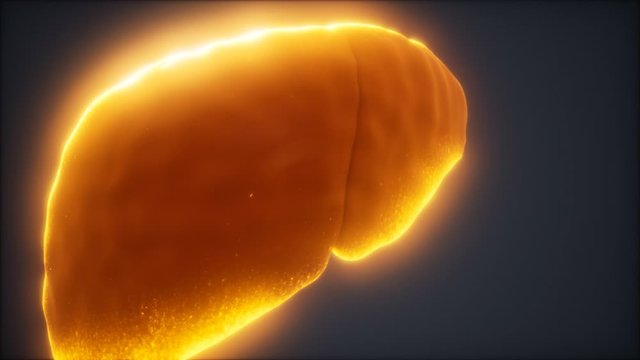 loop 3d rendered medically accurate animation of the human liver