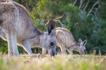 Naklejka na ściany i meble A kangaroo and joey in the wild in Coombabah Queensland 