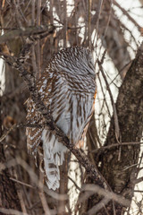Barred owl perched in a tree in Quebec, Canada.