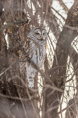 Barred owl perched in a tree in Quebec, Canada.