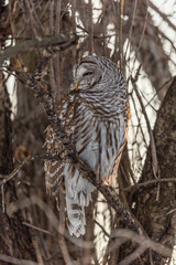 Barred owl perched in a tree in Quebec, Canada.