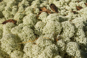 lichen Cladonia stellaris on the stone.
