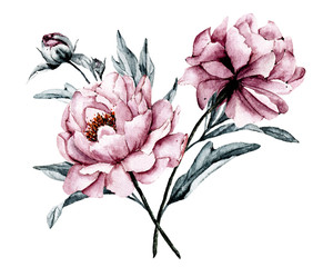 Dusty pink flowers peonies watercolor, floral clip art. Bouquet perfectly for printing design on invitations, cards, wall art and other. Isolated on white background. Hand painting. 