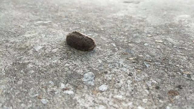 This is a Footage of an Asp Caterpillar also known as a Puss Caterpillar.  This is considered the most venomous caterpillar in North America.