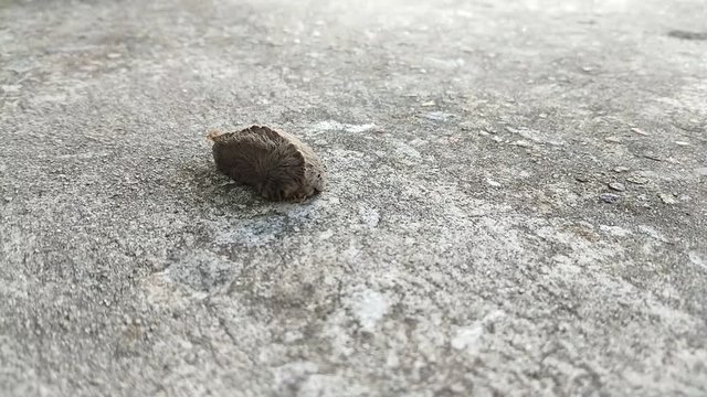 This is a video of an Asp Caterpillar also known as a Puss Caterpillar.  This is considered the most venomous caterpillar in North America.