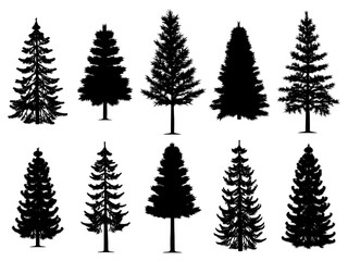 Pine fir trees collection