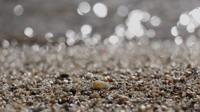 insects on the beach of lake