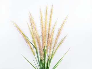 Close-up top of African fountain grass (Pennisetum setaceum) on white background.