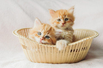 Fototapeta na wymiar Little ginger kittens sitting in the basket