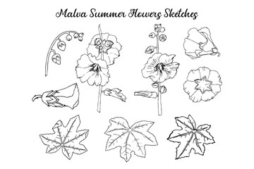 Malva Summer Flowers Sketches. Hand Drawn Illustration
