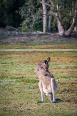 Obraz na płótnie Canvas A kangaroo eating grass in the wild in Coombabah Queensland 