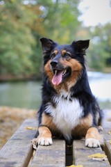 Mixed breed tricolor dog with a lake in the background