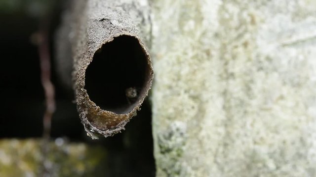 Melipona, native stingless bees of Mexico