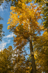 Fototapeta na wymiar View of the foliage of trees with their autumnal foliage in Aranjuez. Madrid Spain