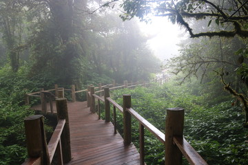 Angkha Nature Study Route, Tropical Rain Forest at Doi Inthanon National Park, Chiang Mai Province, Thailand  