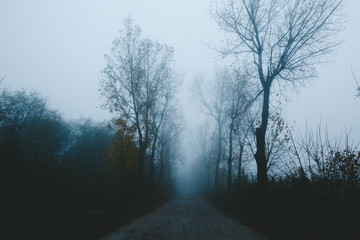 Fototapeta na wymiar Dense fog in the middle of the forest