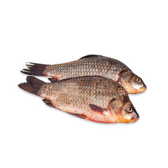 Fish isolated golden crucian with scales