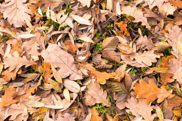 Natural leafy background. Fallen leaves of deciduous trees lie carpet on the ground
