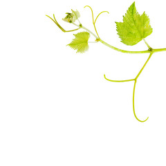 branch with green leaves isolated on white