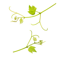 Fresh Green Grape Leaf isolated on white background