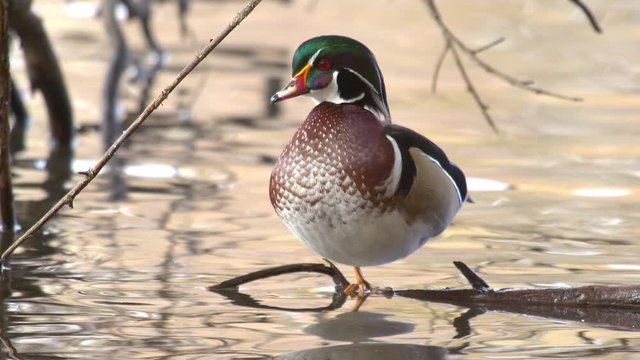 Drake wood duck standing on stick in pond as water ripples in slow motion.
