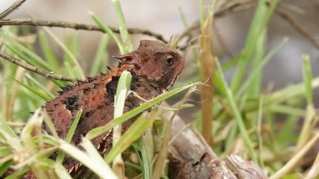 Mexican Plateau horned lizard (Phrynosoma orbiculare) observing in the grass