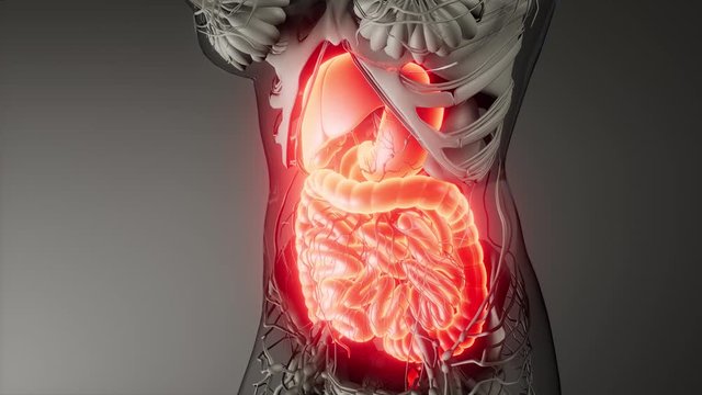 3d illustration of human digestive system parts and functions