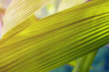 Tropical banana leaves texture, green background. nature.