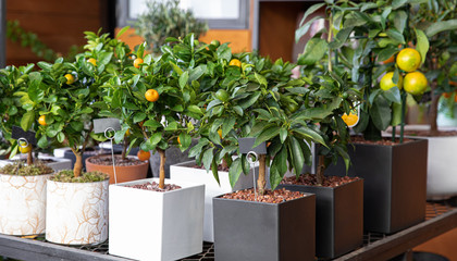 Decorative small citrus trees in the pots at the greek garden shop in November.