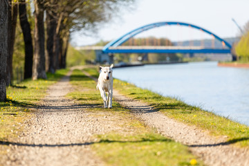 Labrador runs fast on a path