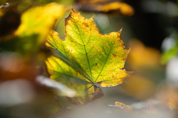 Feuilles d'automne au soleil
