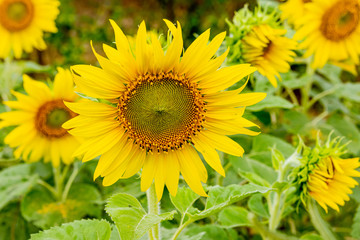 Sunflowers are blooming in the garden, Thailand